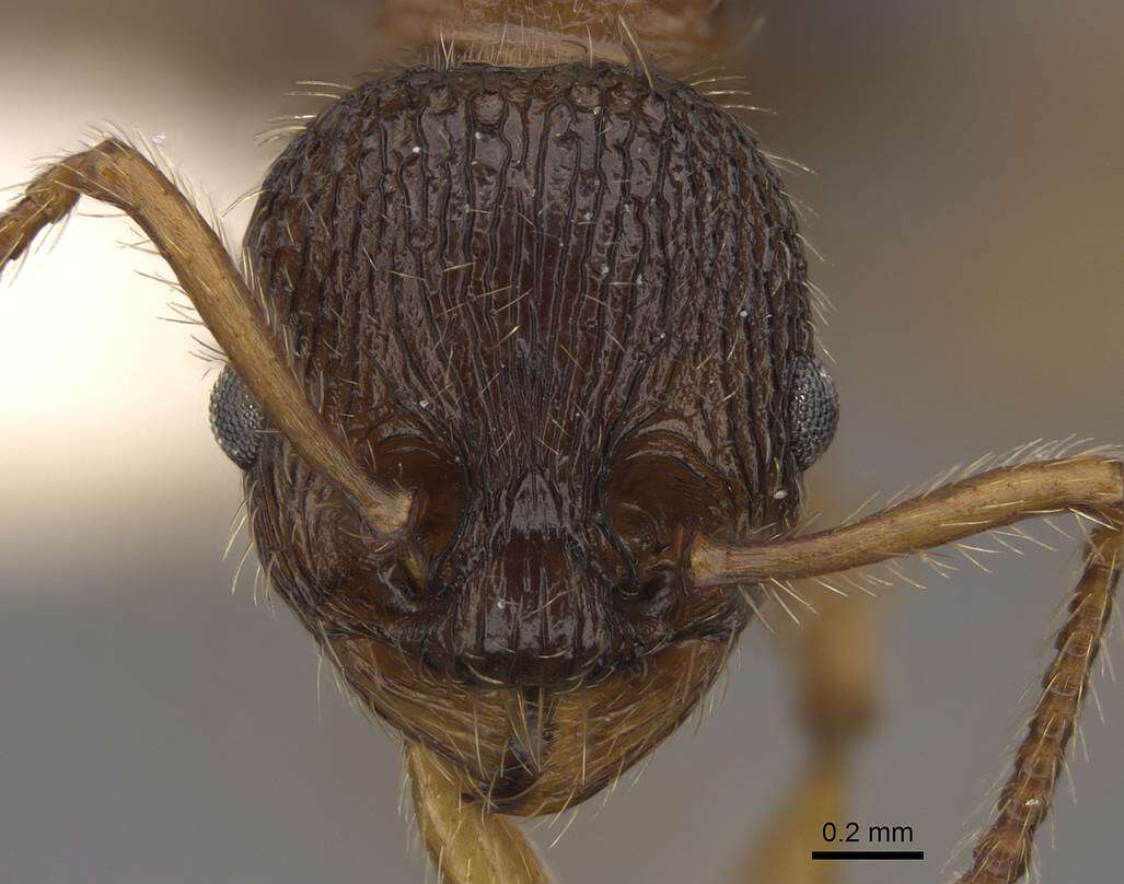 Image of Myrmica schencki Viereck 1903