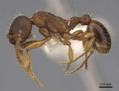 Image of Myrmica schencki Viereck 1903