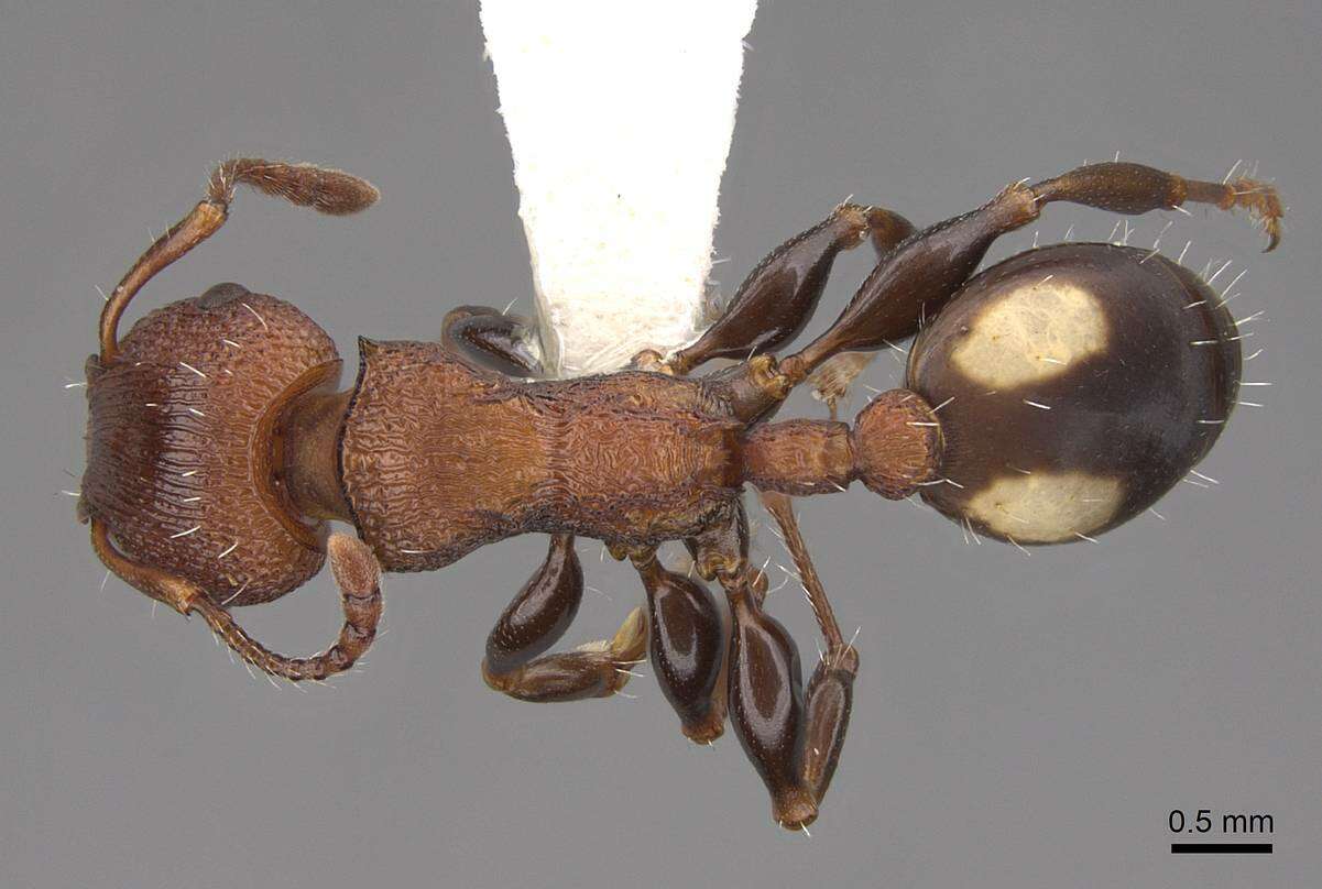 Image of Podomyrma adelaidae (Smith 1858)