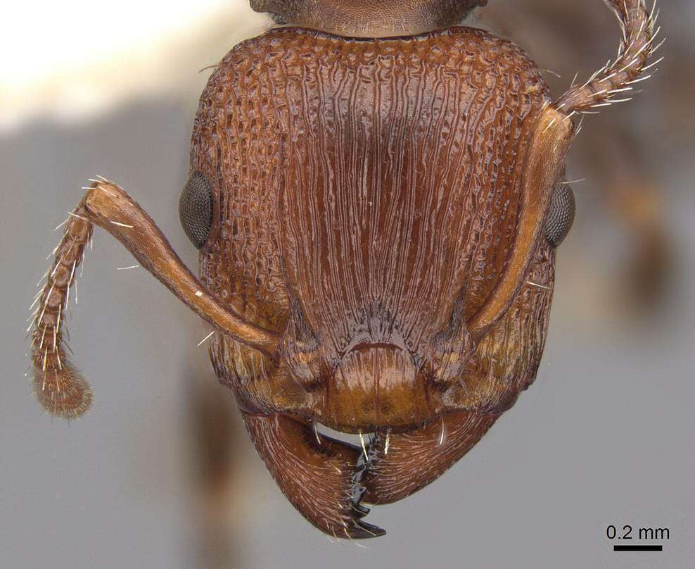 Image of Podomyrma adelaidae (Smith 1858)