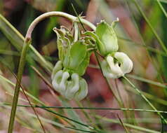 Imagem de Asclepias connivens Baldw. ex Ell.