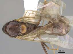 Image of Formicoidea