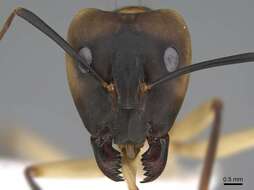 Image de Camponotus aegyptiacus Emery 1915