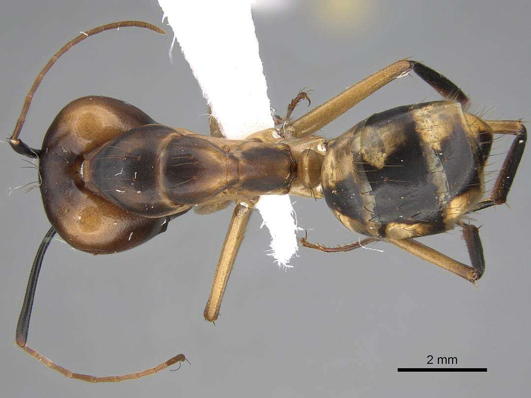 Image de Camponotus aegyptiacus Emery 1915