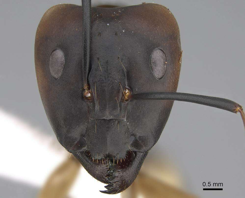 Image de Camponotus aegyptiacus Emery 1915