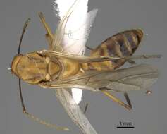 Image de Camponotus aegyptiacus Emery 1915