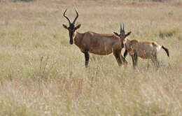 Image of Hartebeest