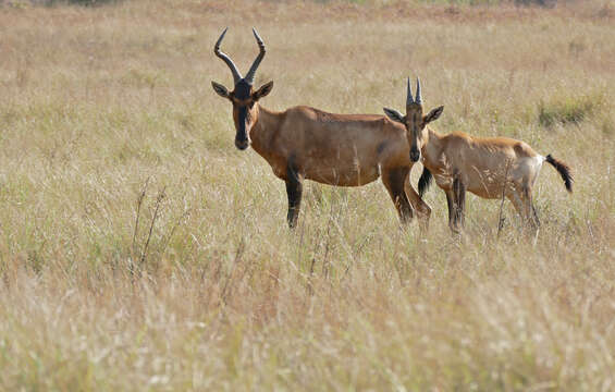 Image of Hartebeest