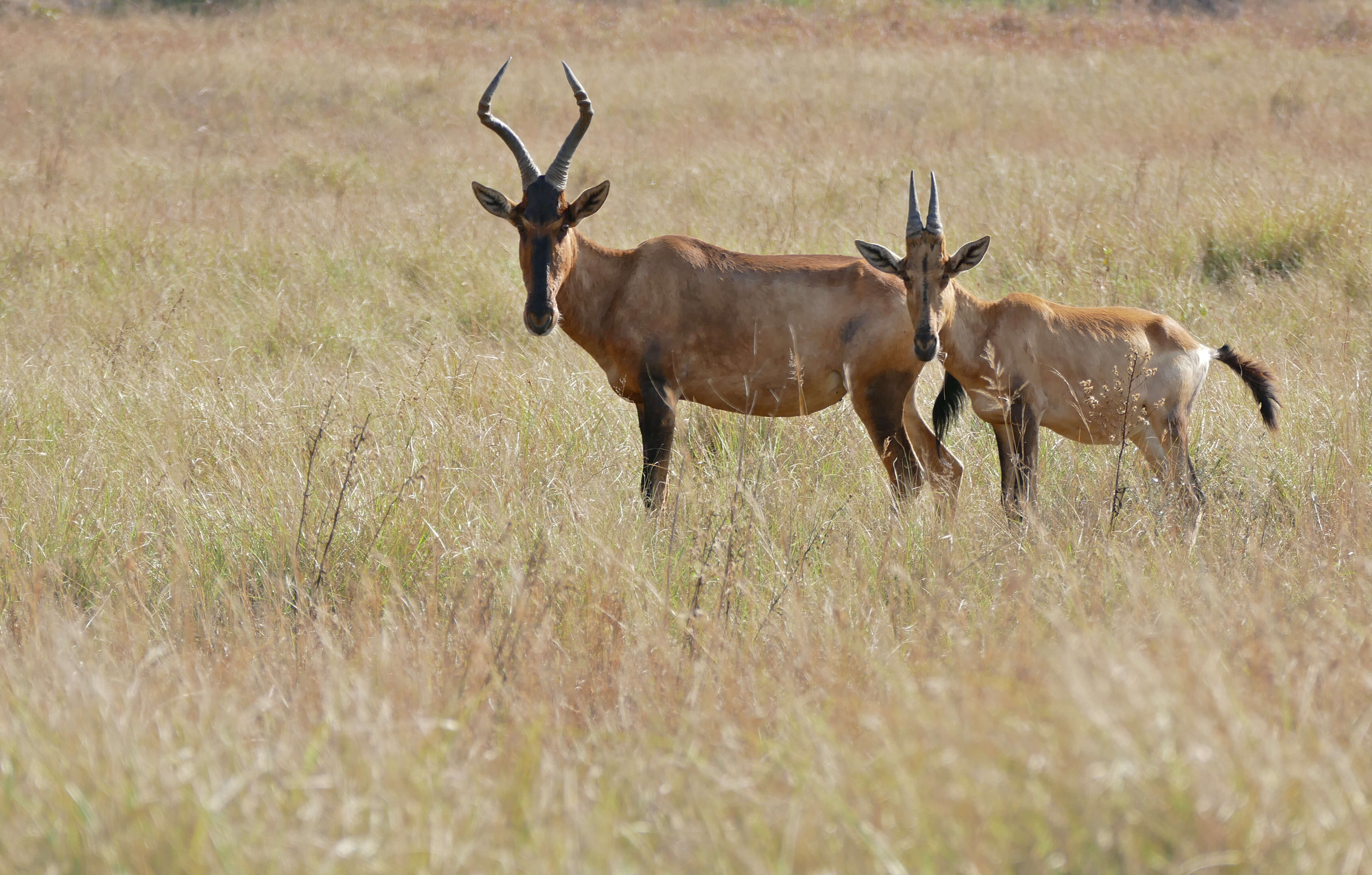 Image of Hartebeest