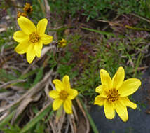 Bidens triplinervia Kunth的圖片