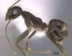 Image of Crazy Ant