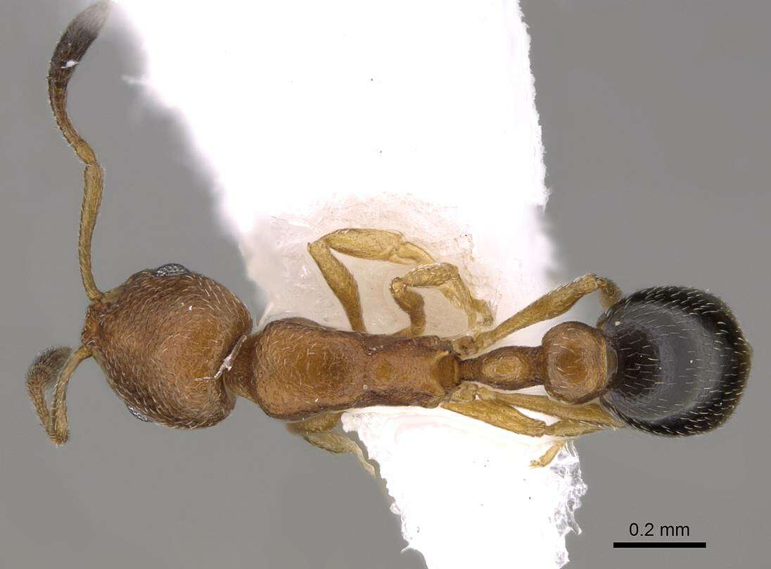 Image of Tramp Ants