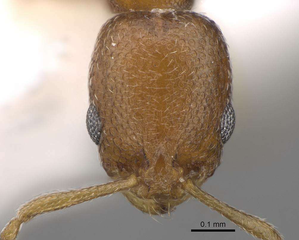 Image of Tramp Ants