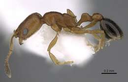 Image of Tramp Ants