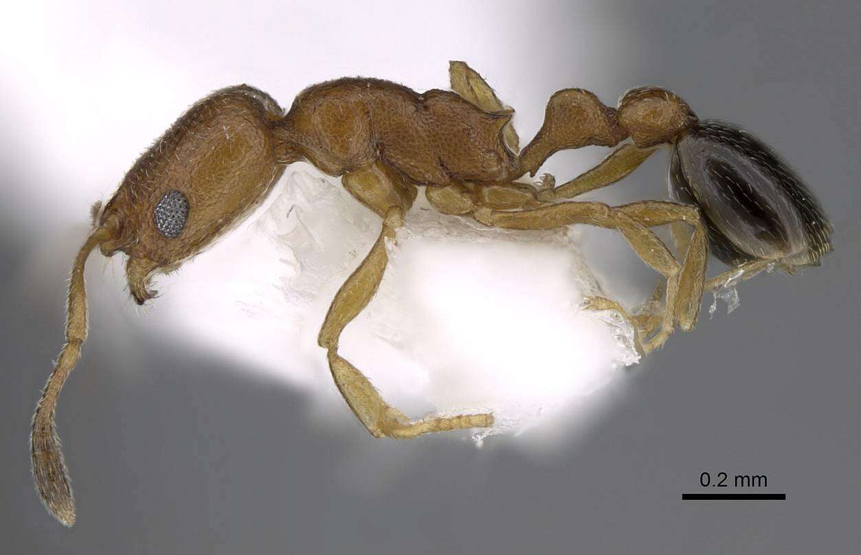 Image of Tramp Ants