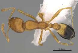 Image of Pharaoh ant