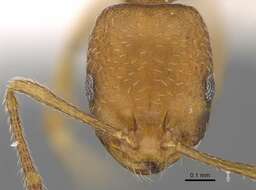 Image of Pharaoh ant