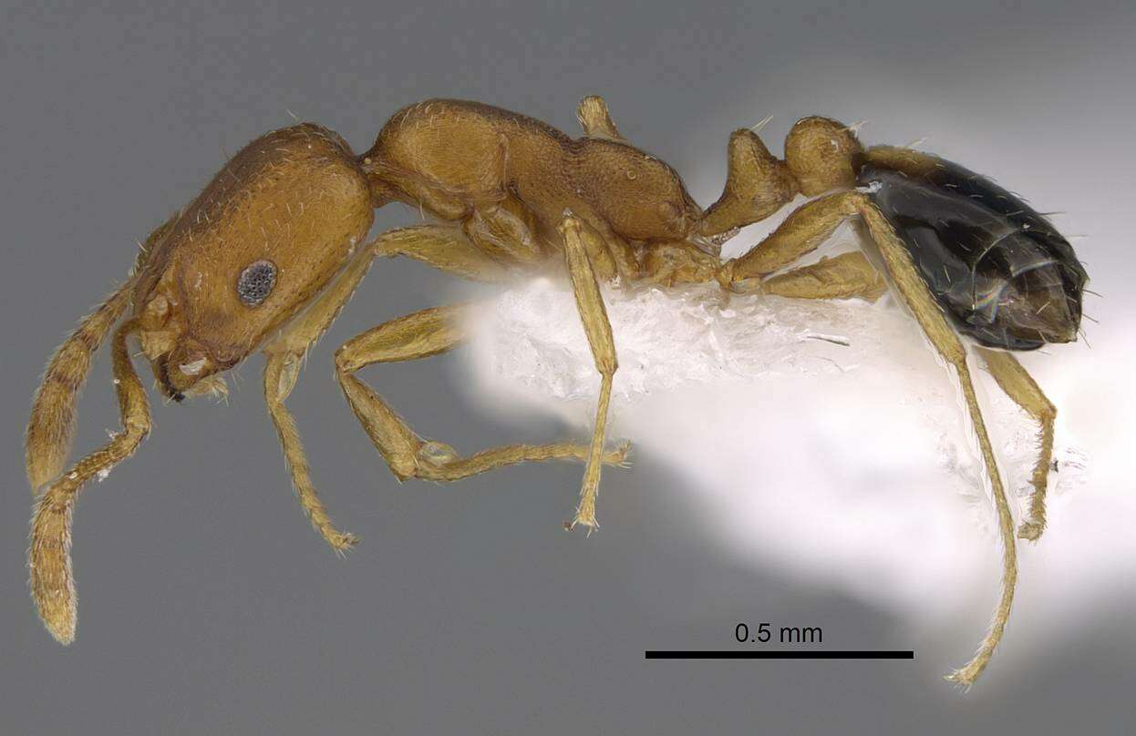 Image of Pharaoh ant