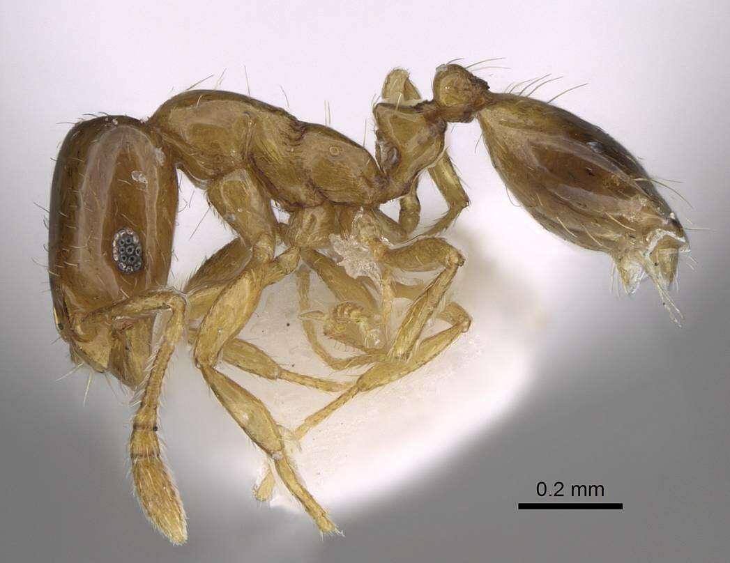 Image of Monomorium exiguum Forel 1894