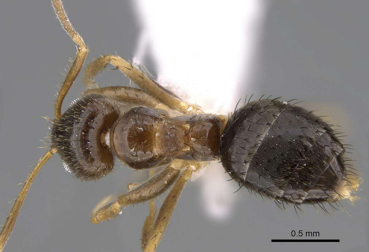 Image of Nylanderia jaegerskioeldi