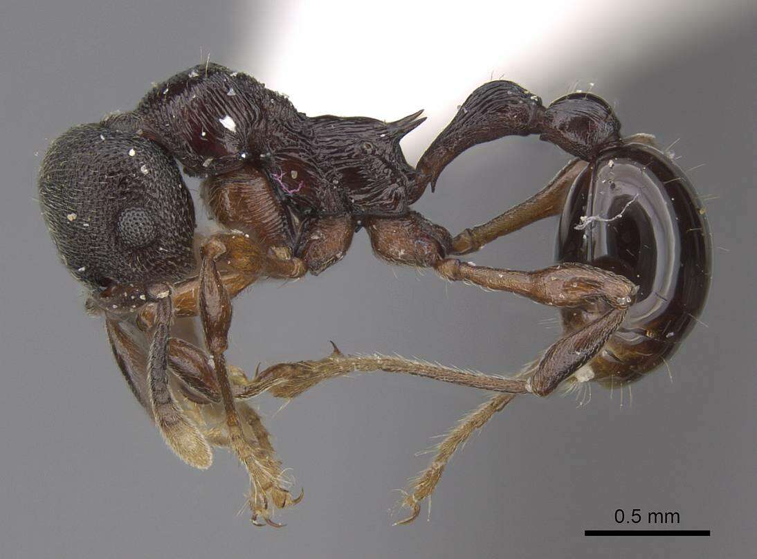 Image of Lenomyrmex mandibularis Fernandez & Palacio G. 1999