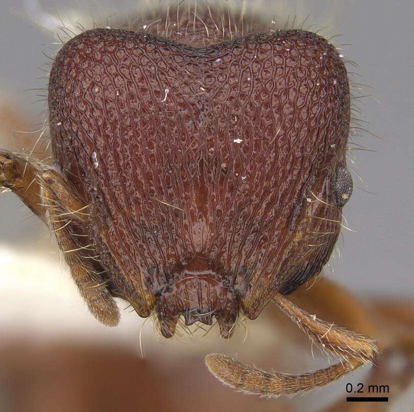 Image of <i>Meranoplus berrimah</i> Schödl