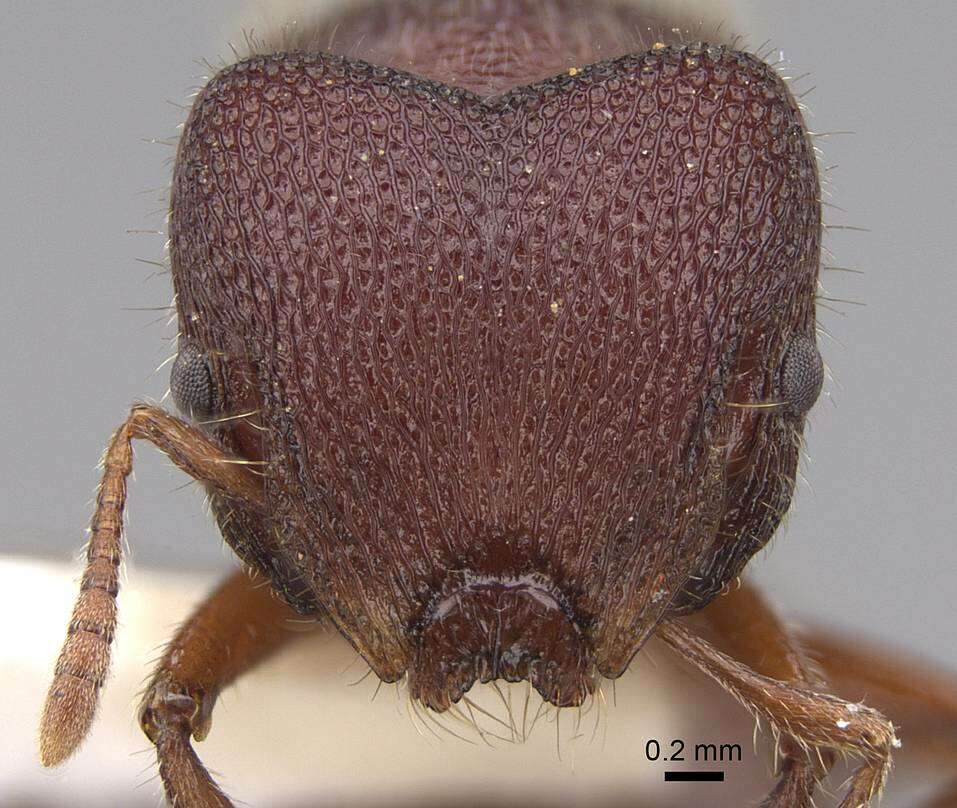 Image of <i>Meranoplus snellingi</i> Schödl