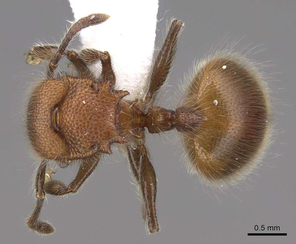 Image of Meranoplus castaneus Smith 1857