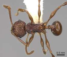 Image of Acanthomyrmex ferox Emery 1893