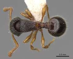 Image of Myrmecina harrisoni Brown 1967