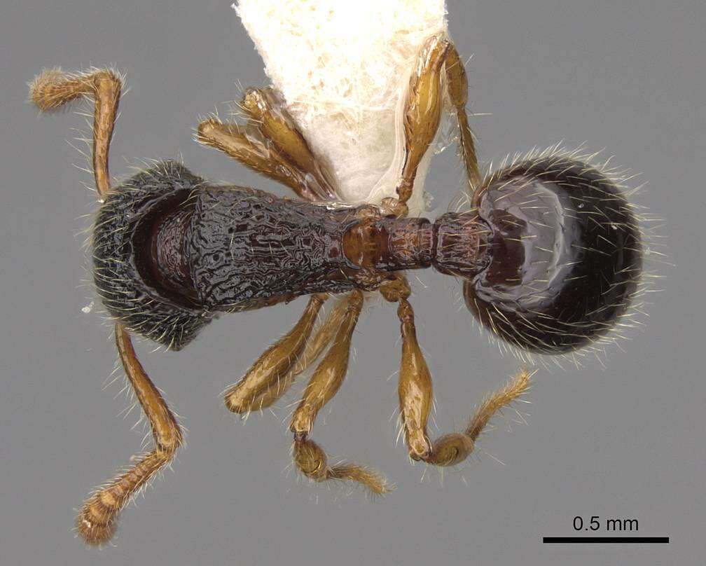 Image of Myrmecina harrisoni Brown 1967