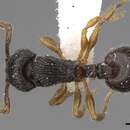 Sivun Myrmecina australis Wheeler & Wheeler 1973 kuva