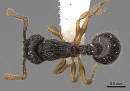 Image of Myrmecina australis Wheeler & Wheeler 1973