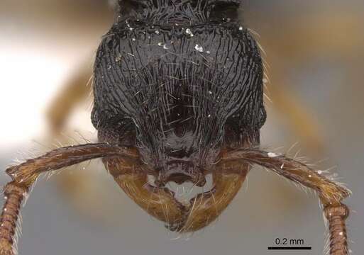 Image of Myrmecina australis Wheeler & Wheeler 1973