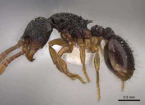 Image of Myrmecina australis Wheeler & Wheeler 1973