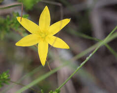 Image of fringed yellow star-grass