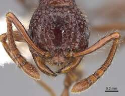 Image of Pristomyrmex brevispinosus Emery 1887