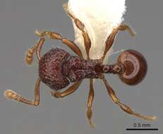 Image of Pristomyrmex coggii Emery 1897