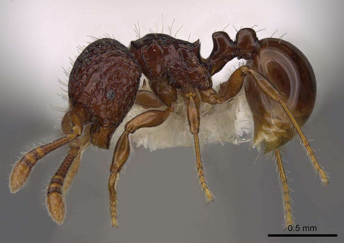 Image of Pristomyrmex coggii Emery 1897