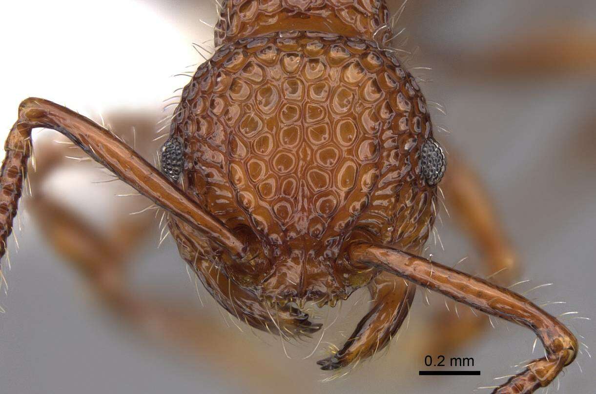 Image of <i>Pristomyrmex costatus</i> Wang