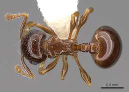 صورة Pristomyrmex fossulatus (Forel 1910)