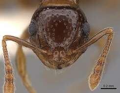 صورة Pristomyrmex fossulatus (Forel 1910)