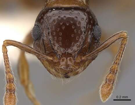 صورة Pristomyrmex fossulatus (Forel 1910)