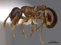 صورة Pristomyrmex fossulatus (Forel 1910)