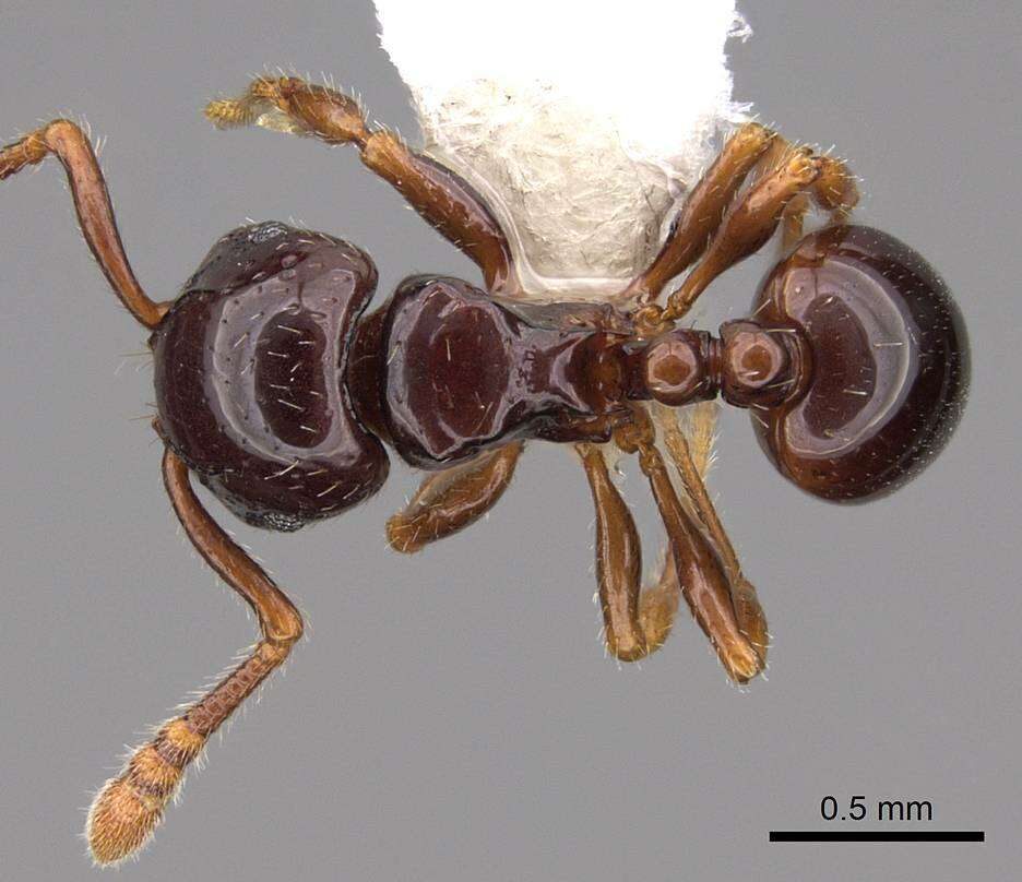 صورة Pristomyrmex orbiceps (Santschi 1914)