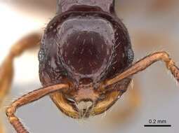 صورة Pristomyrmex orbiceps (Santschi 1914)