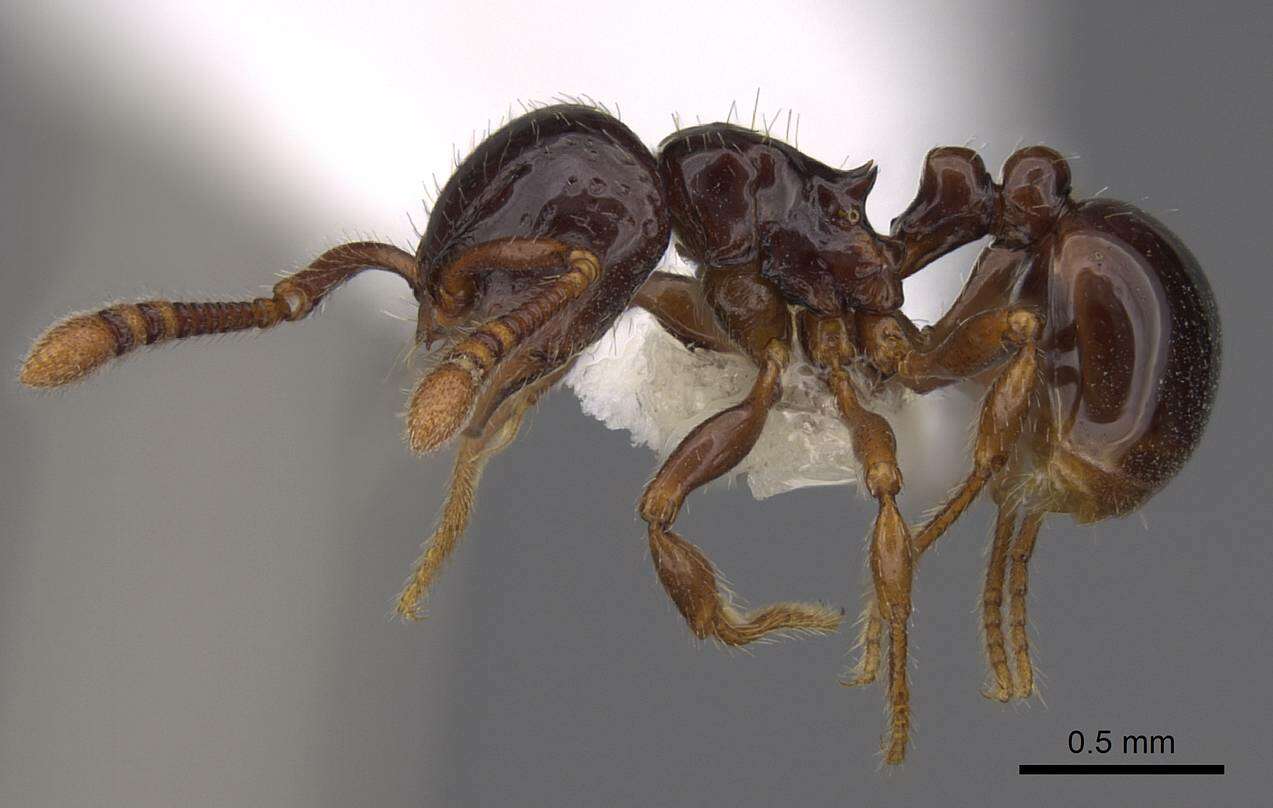 صورة Pristomyrmex orbiceps (Santschi 1914)