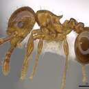 Image de Pristomyrmex minusculus