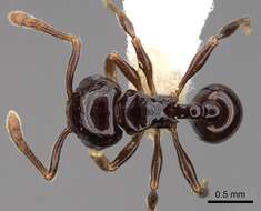 صورة Pristomyrmex orbiceps (Santschi 1914)