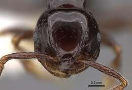 صورة Pristomyrmex orbiceps (Santschi 1914)